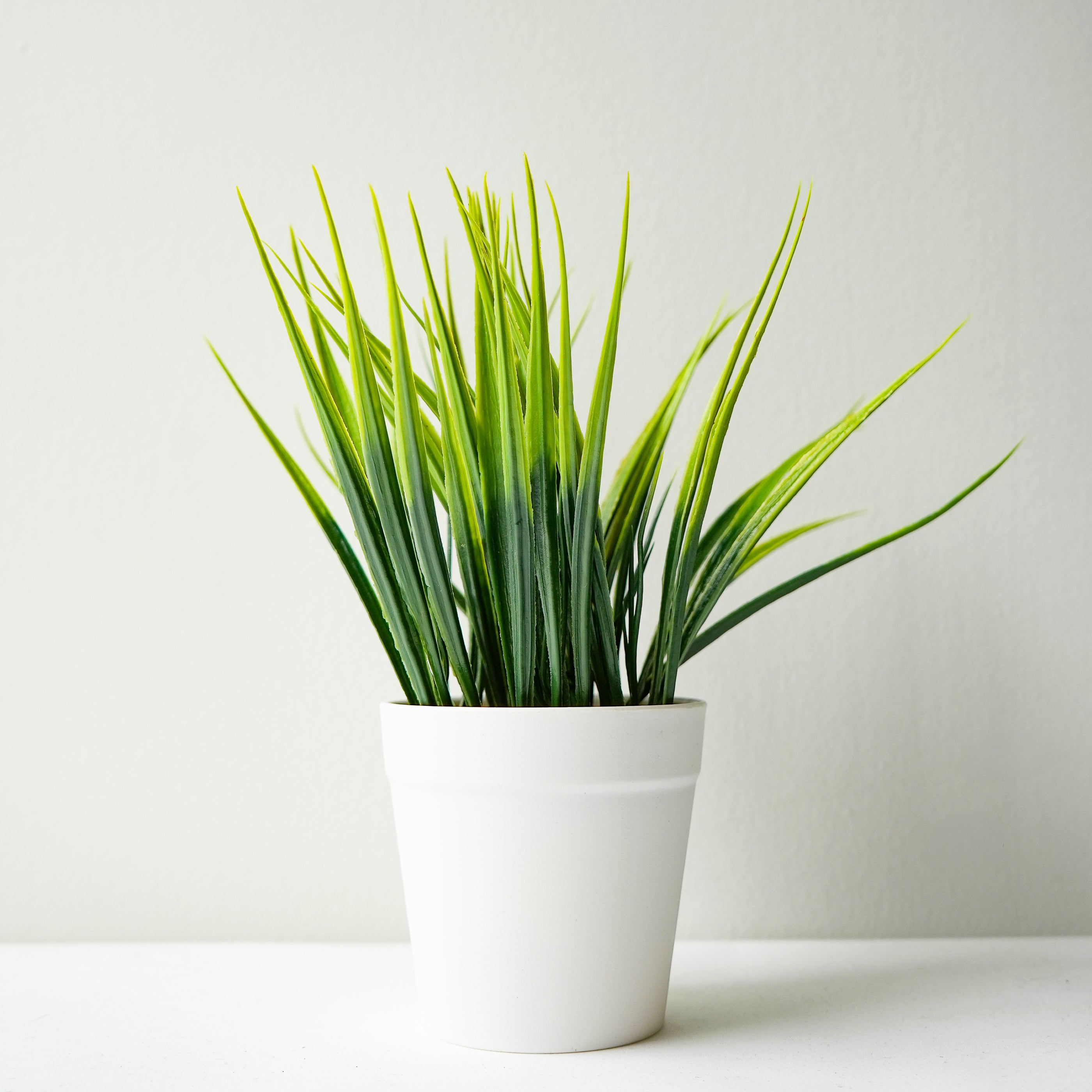 Plante en pot blanc