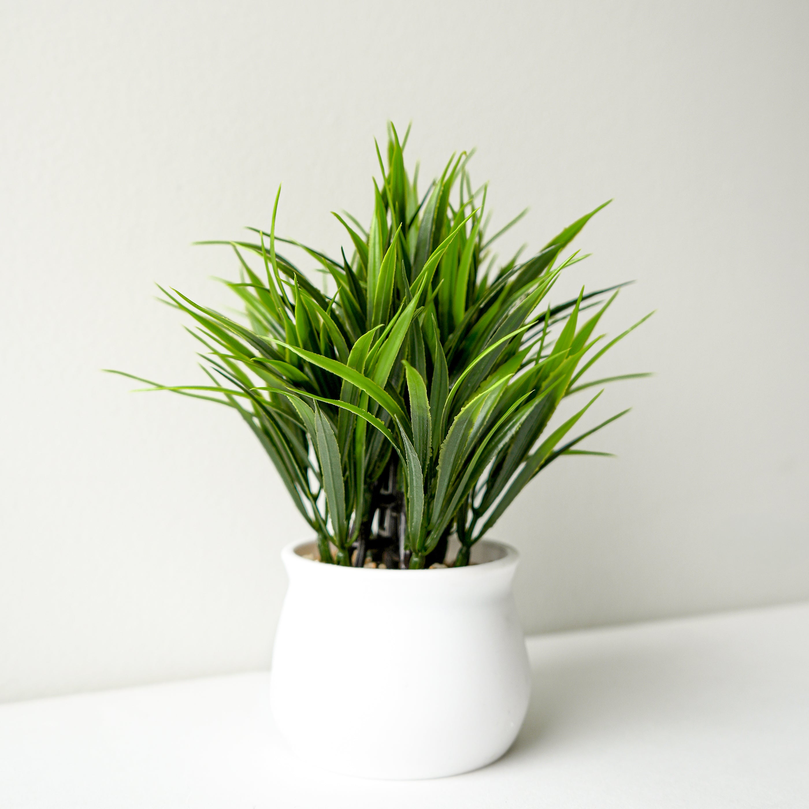 Herbe en pot blanc