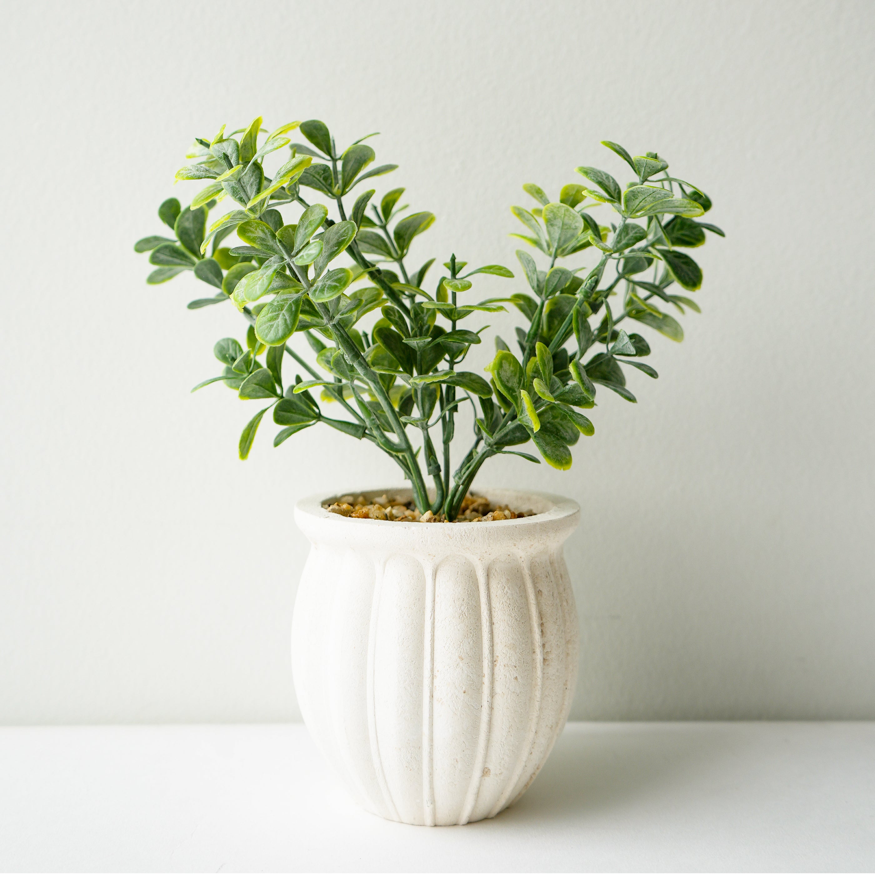 Bouquet de buis en pot