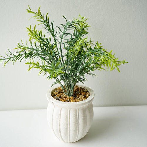 Bouquet de romarin en pot